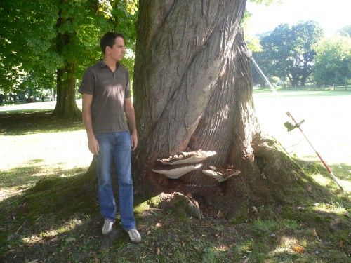 Le champignon parasite Ganoderma au pied de l’arbre. A droite l’antenne GPS qui a permis de situer exactement les arbres.