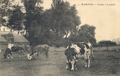 WARCHIN - vaches à la pâture - Coordonnées GPS • Nord : 50 36 49 • Est : 3 25 03